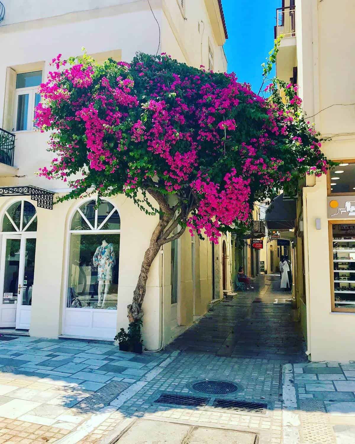 bougainvillea in greece