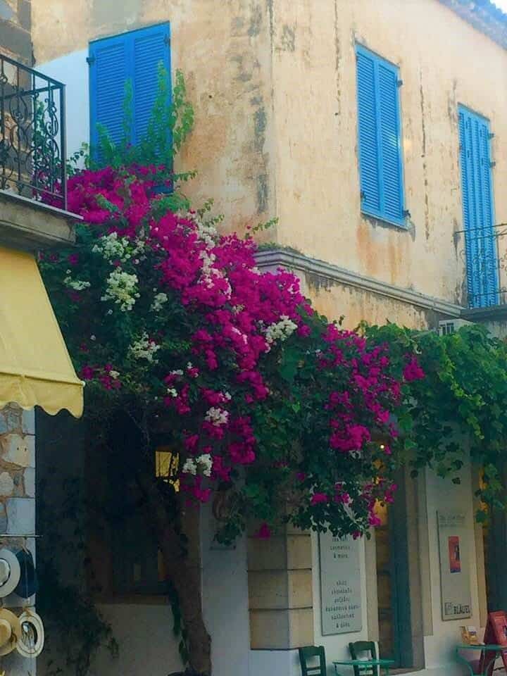 bougainvillea greece