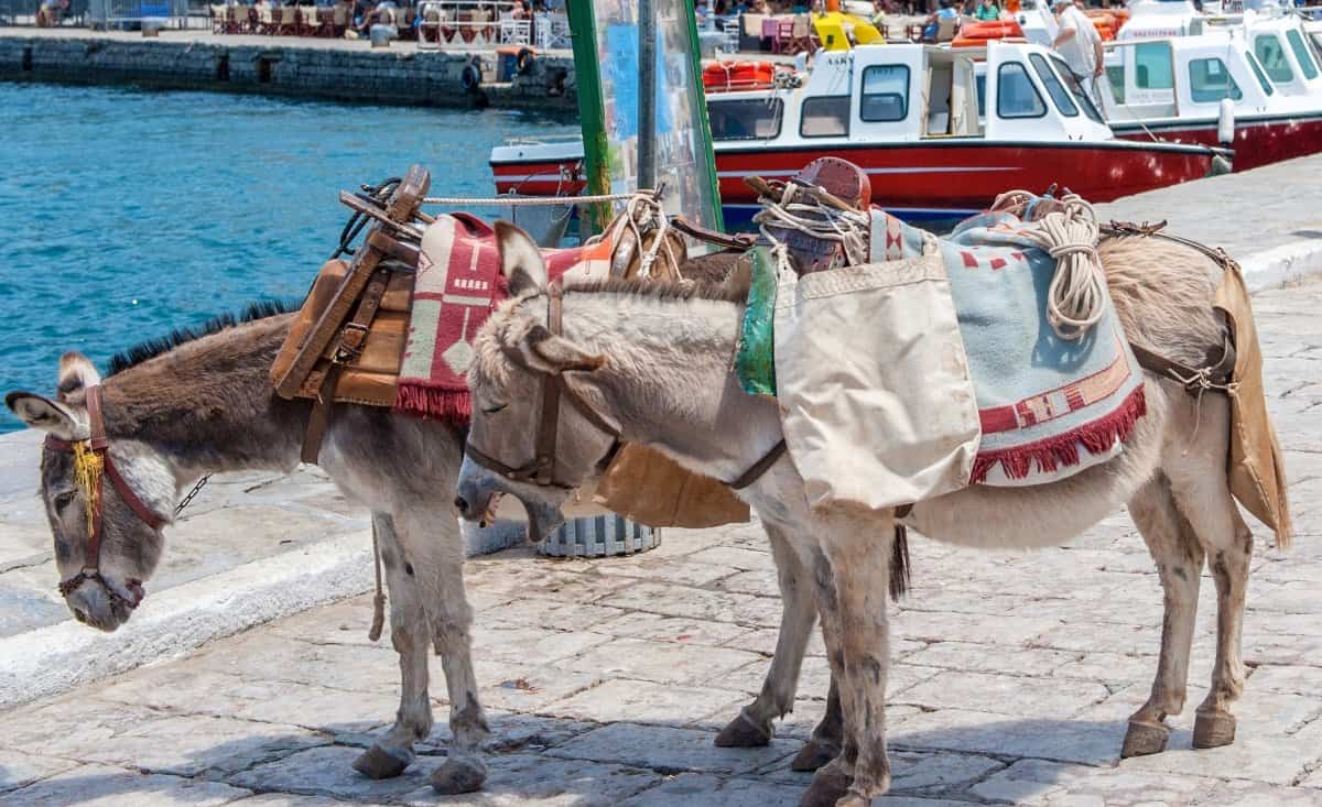 santorini donkey ride