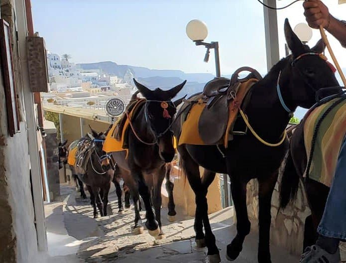 santorini donkey ride