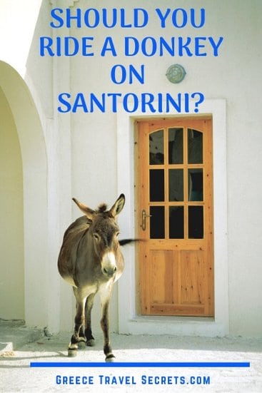 donkey santorini greece donkey