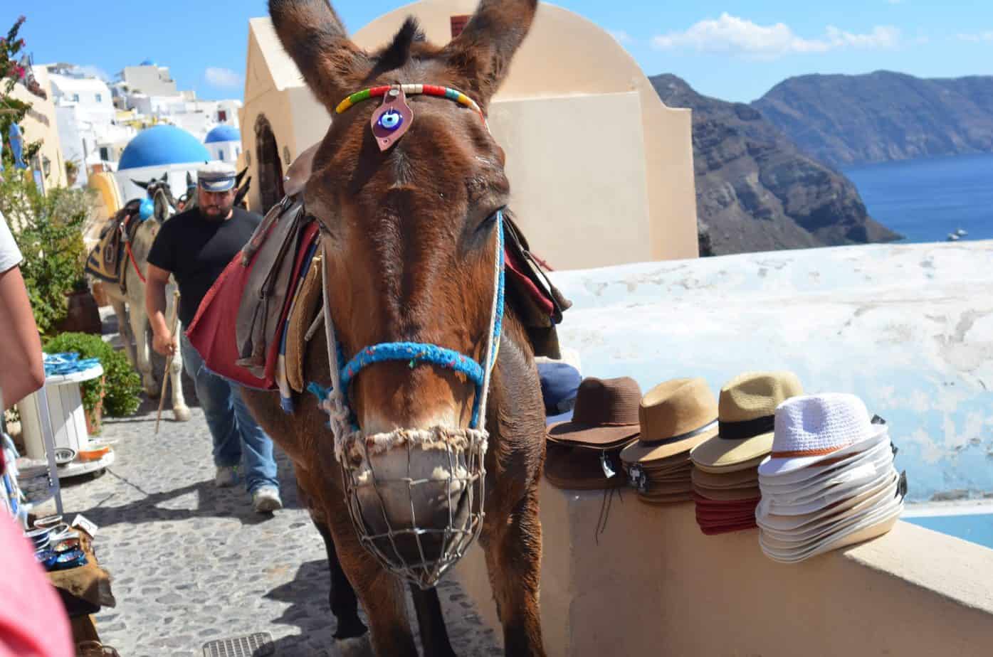 santorini donkey ride